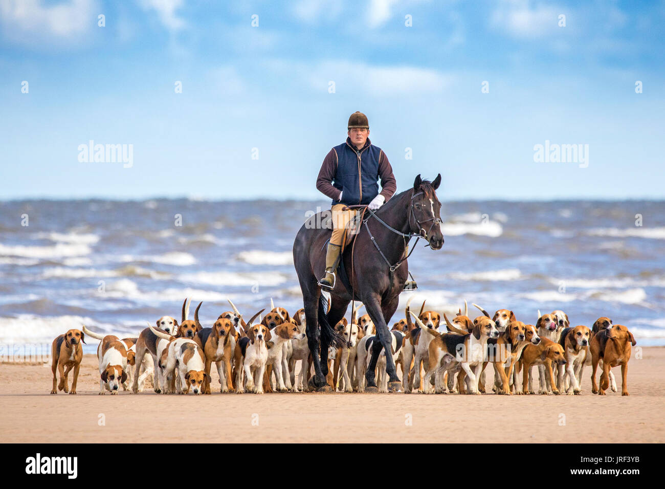 Fox Hounds on the beach in Southport, Merseyside, August 2017. UK Weather.   A beautiful sunny start to the day over the north west coast of England as a Master of Hounds exercises his beloved horse and Harrier hunting dogs on the golden sand of Southport beach in Merseyside.  The Harrier is a medium-sized dog breed of the hound class, used for hunting hares by trailing them. It resembles an English Foxhound but is smaller, though not as small as a Beagle.  Credit: Cernan Elias/Alamy Live News Stock Photo