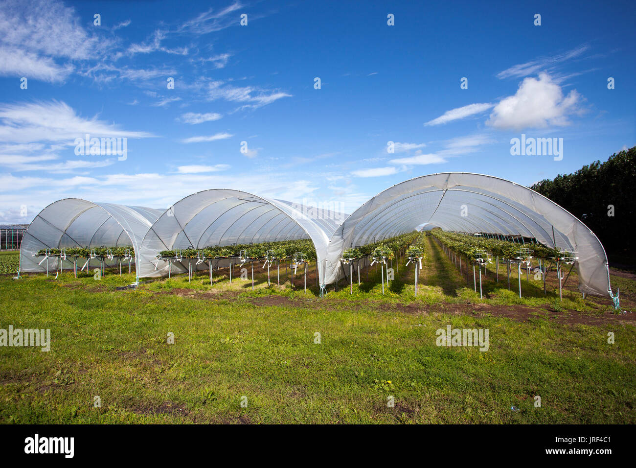 Strawberry Tunnel cloches in Tarleton, Lancashire, UK Weather. 5th August, 2017. Bright sunny day for strawberry farmers as they take advantage of the drying soils to plant and attend to their commercial crops in the field. The area, known as the Salad Bowl of Lancashire produces high quality fruit & vegetables for the supermarkets of England and is a large employer of EU migrant workers. Stock Photo