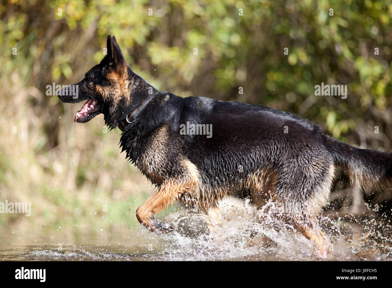 Dog german shepherd run and play in water Stock Photo Alamy