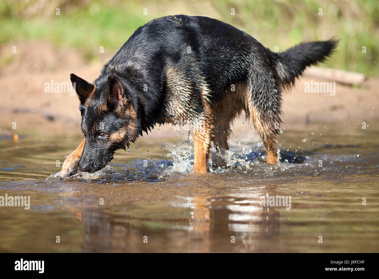 why does my german shepherd drink so much water