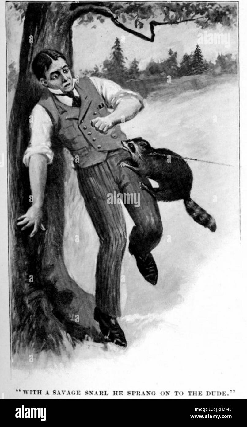 With a savage snarl he sprang on to the dude, illustration of a man being attacked by a raccoon, the raccoon biting at his vest, the man lurching backwards with a look of surprise and hitting himself on a tree, 1900. Stock Photo
