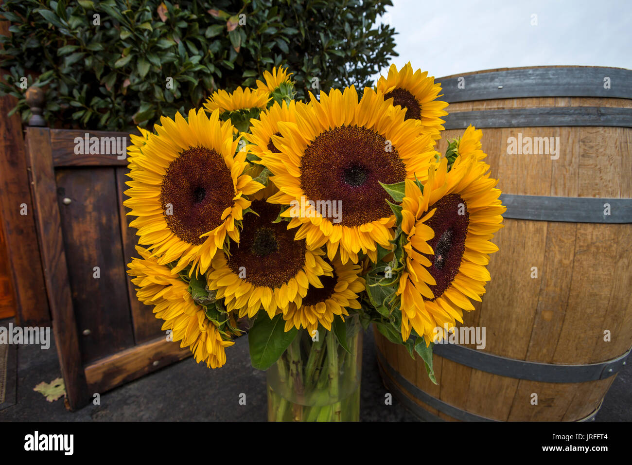 sunflower, sunflowers, Barnett Vineyards, Spring Mountain Road, Saint Helena, Napa Valley, Napa County, California Stock Photo