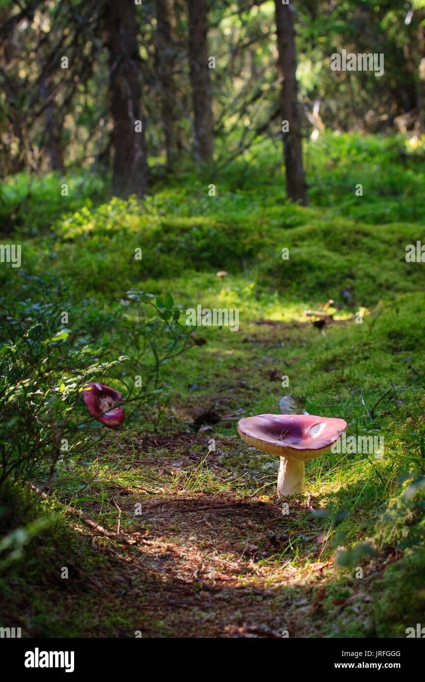 A toadstool growing on path through the conifer forest in Djurmo klack Sweden Stock Photo
