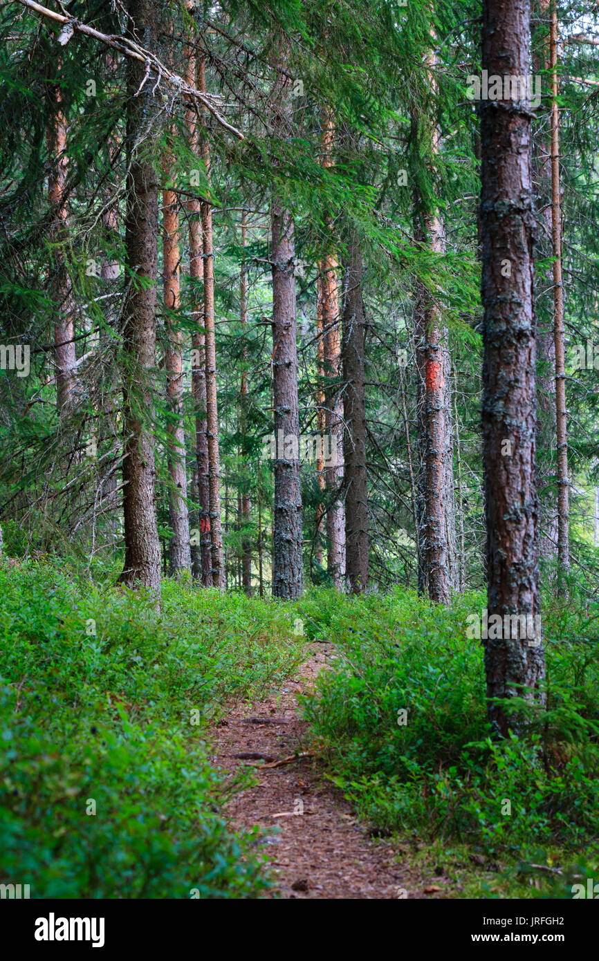 The path through the conifer forest in Djurmo klack Sweden Stock Photo