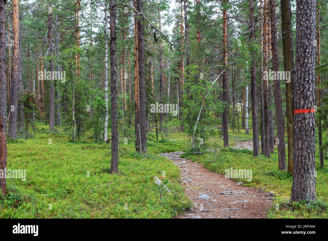 The path through the forest in Muddus National Park, Lapland Sweden Stock Photo