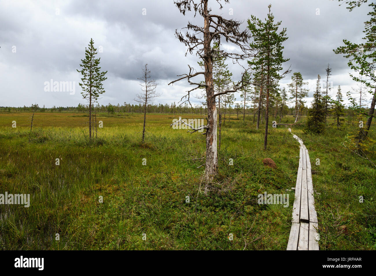 The Duckboard path over the swamp in Muddus National Park, Lapland Sweden Stock Photo