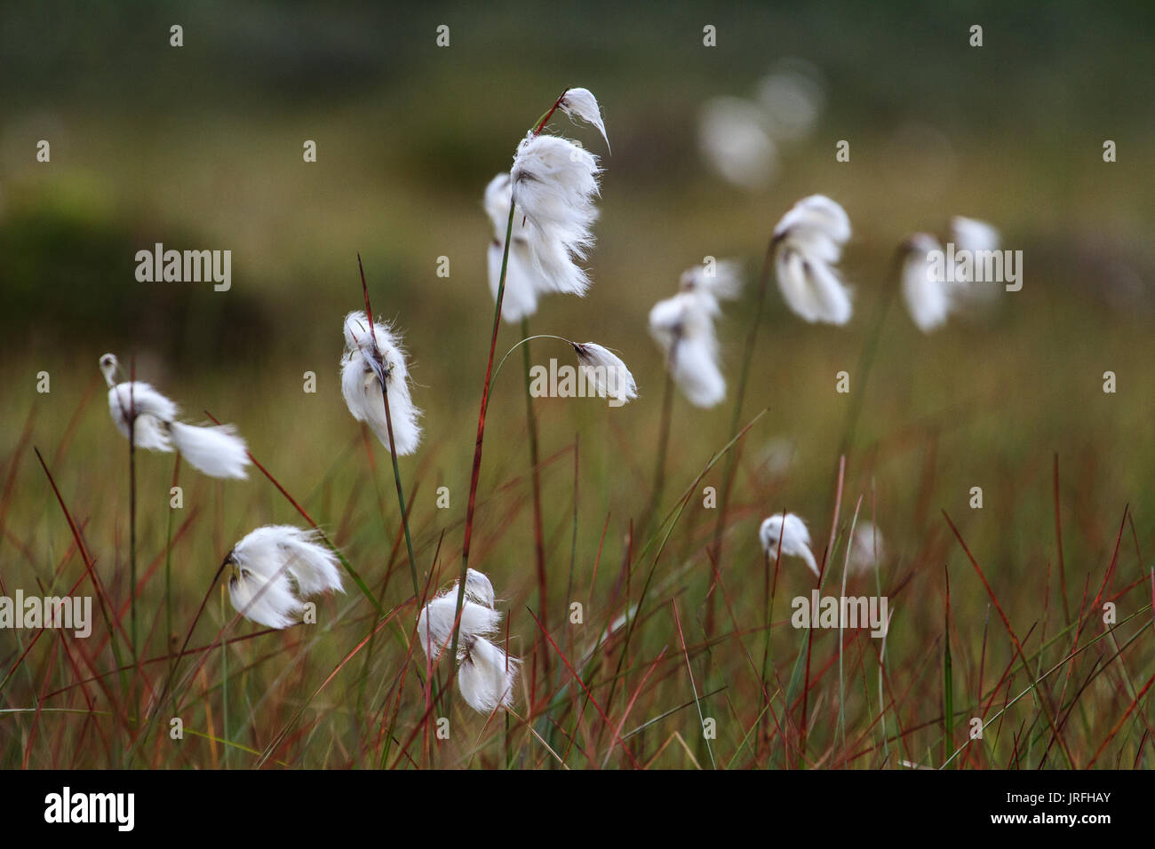 Cottongrass blowing in the wind in Lapland Stock Photo