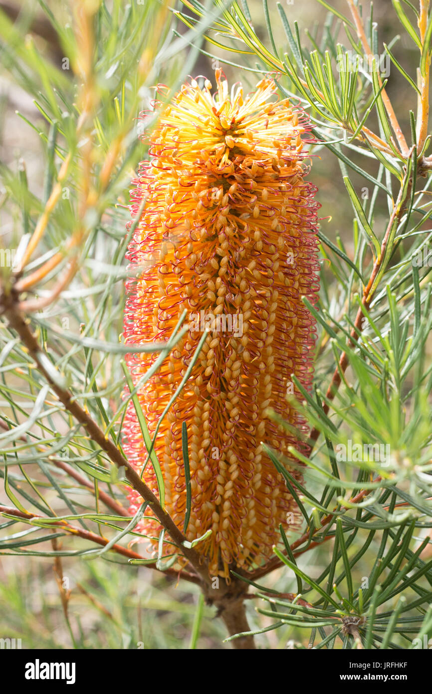 Yellow Australian native Banksia flower on tree against green foliage Stock Photo