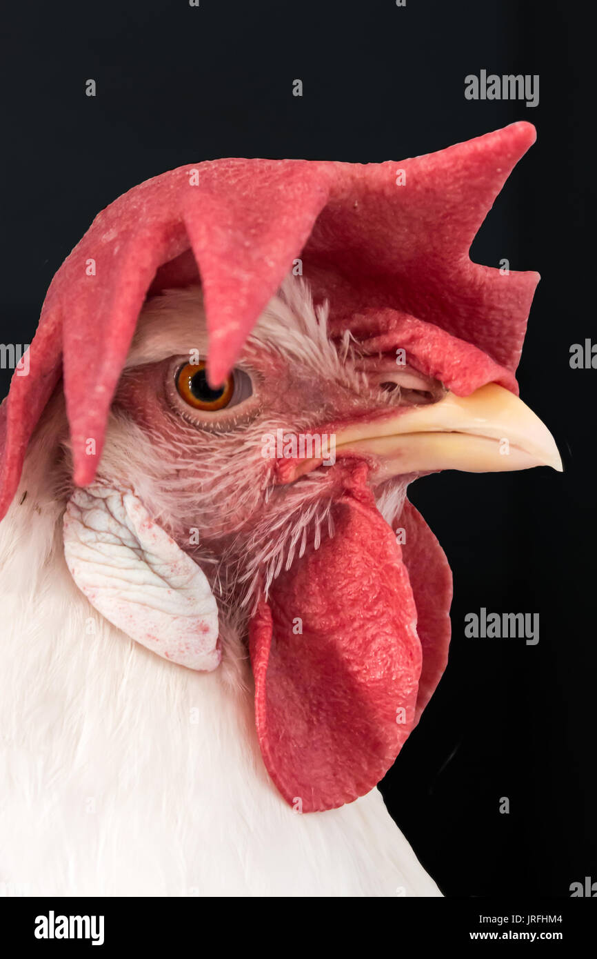 Farm chicken with large red head comb isolated on black background Stock Photo