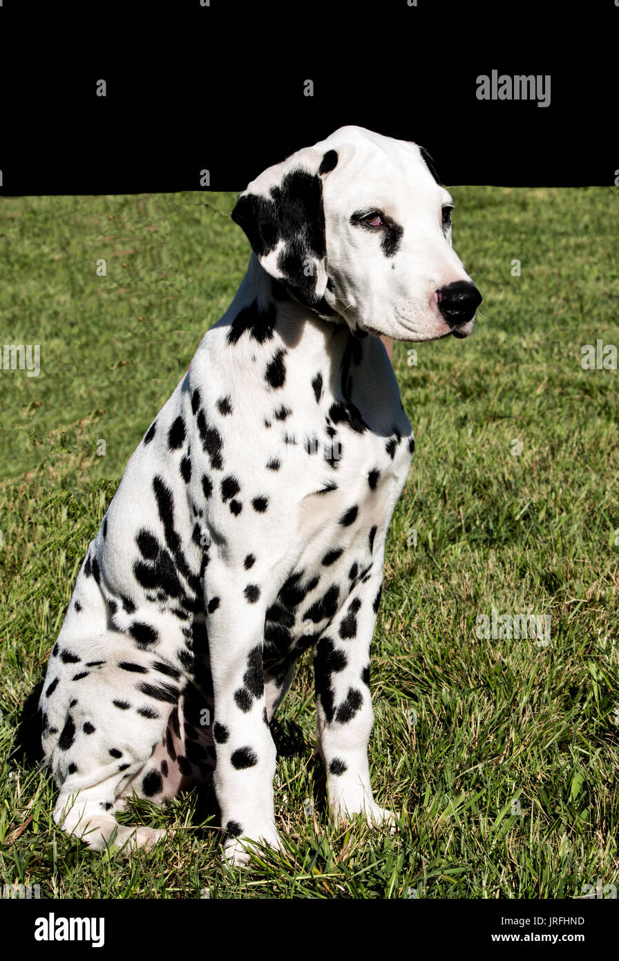 Black and white Dalmatian pet puppy dog sitting on grass Stock Photo
