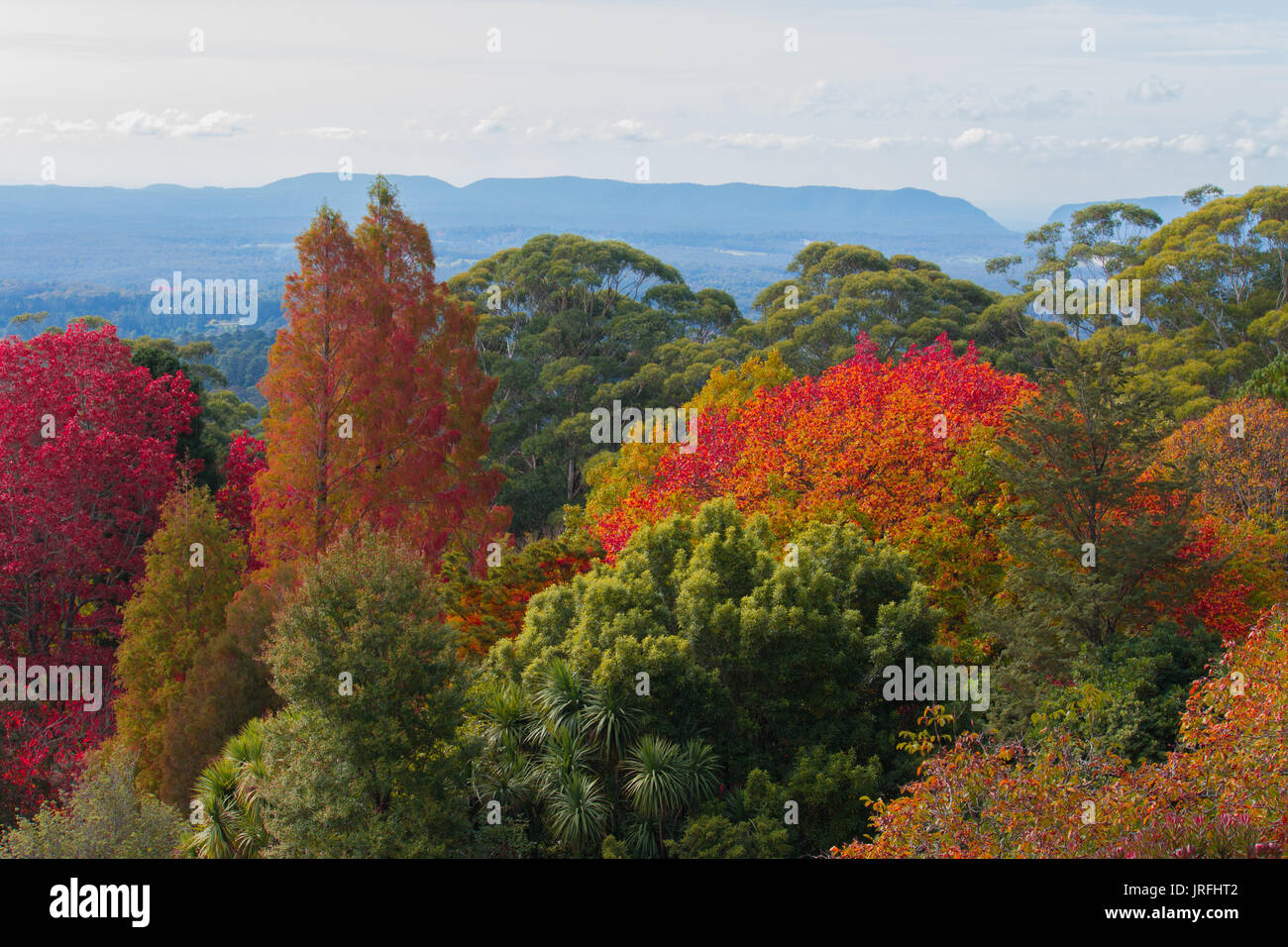 Autumn fall leaves on trees at Mt Tomah botanic gardens, Blue Mountains Australia Stock Photo