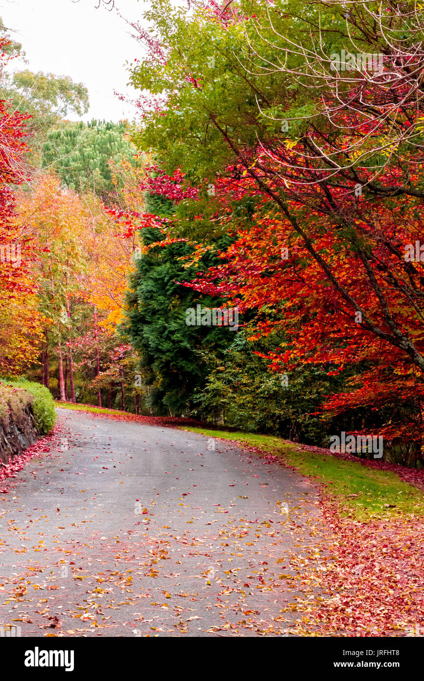 Autumn fall leaves on trees lining roadway at Mt Tomah botanic gardens, Blue Mountains Australia Stock Photo
