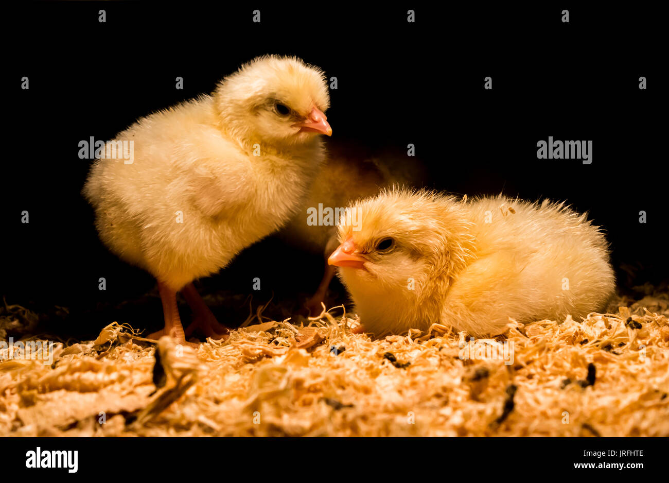 Newly hatched baby chickens under warming lamp Stock Photo