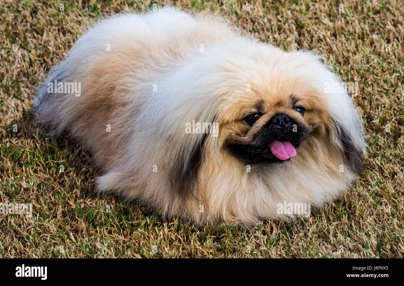 Purebred Pekingese puppy pet dog resting on grass Stock Photo
