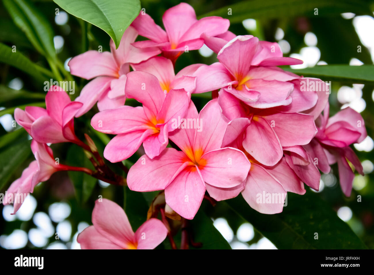 Pink tropical frangipani flowers on tree against green foliage Stock Photo Alamy