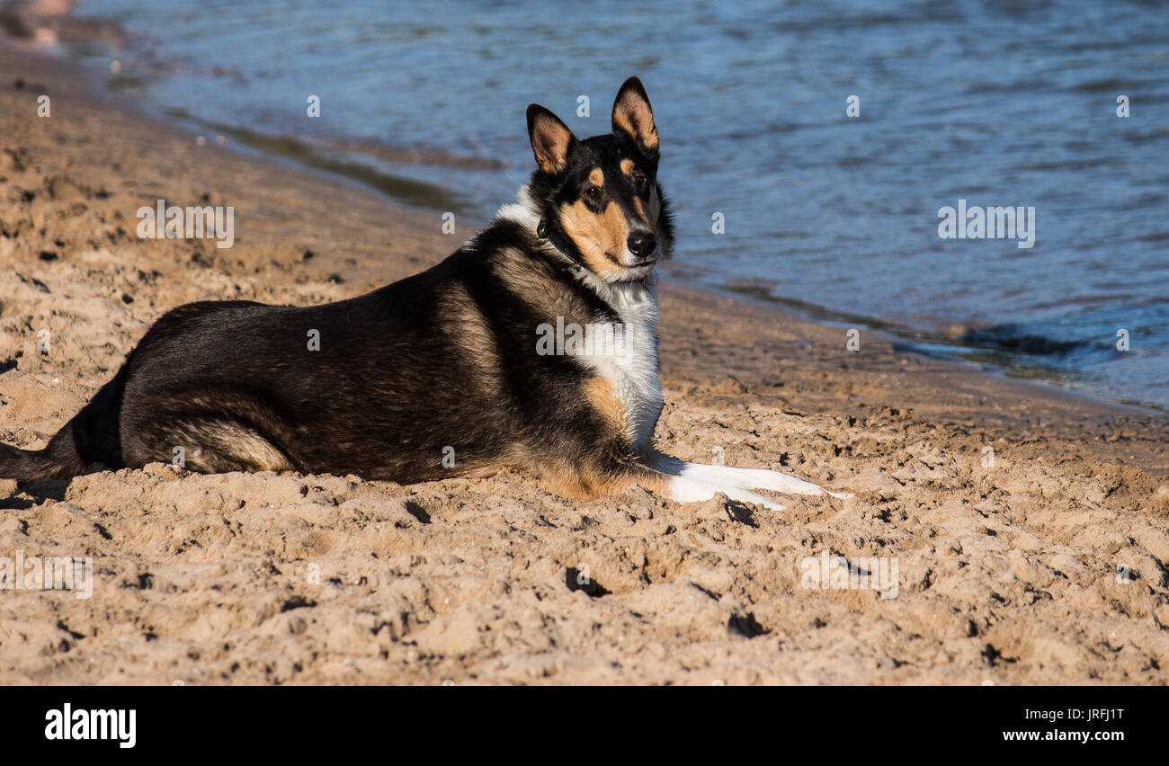 Purebred Smooth Collie pet dog resting on sandy banks of river Stock Photo