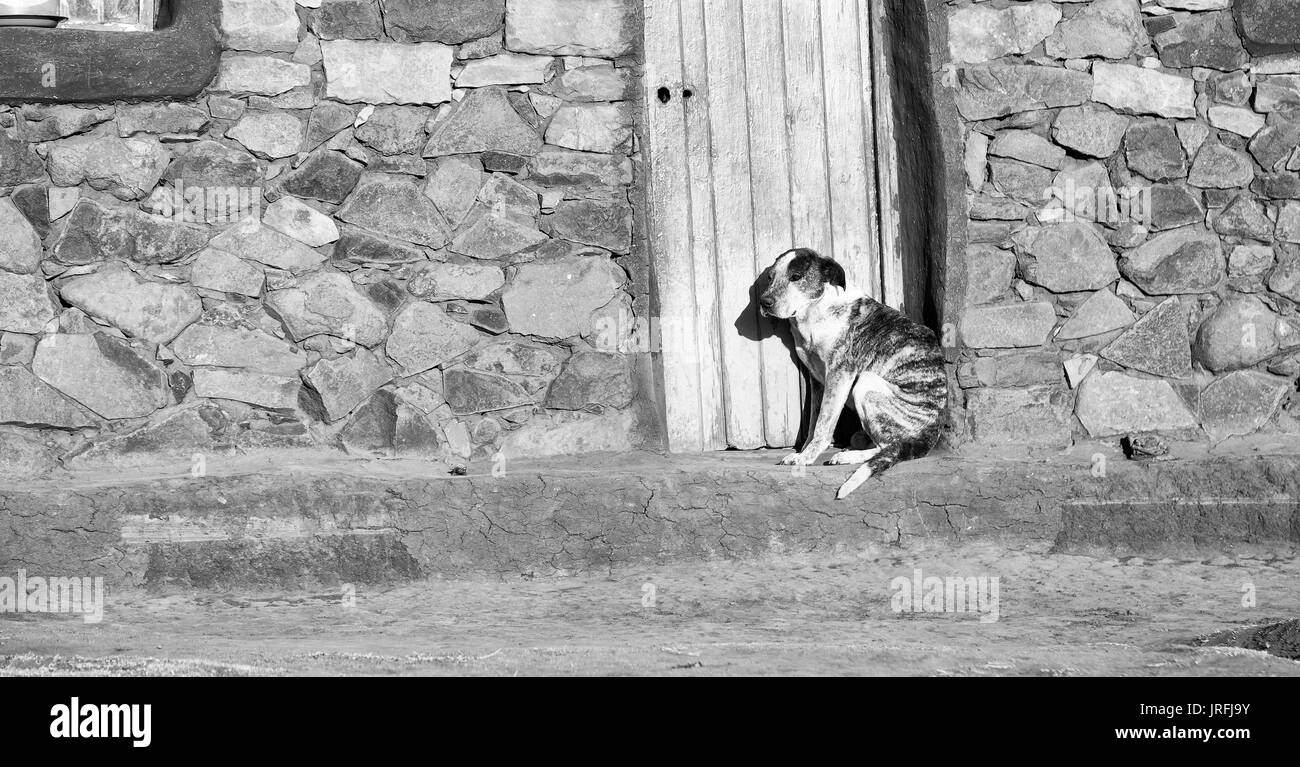 Dog waiting door Black and White Stock Photos & Images Alamy