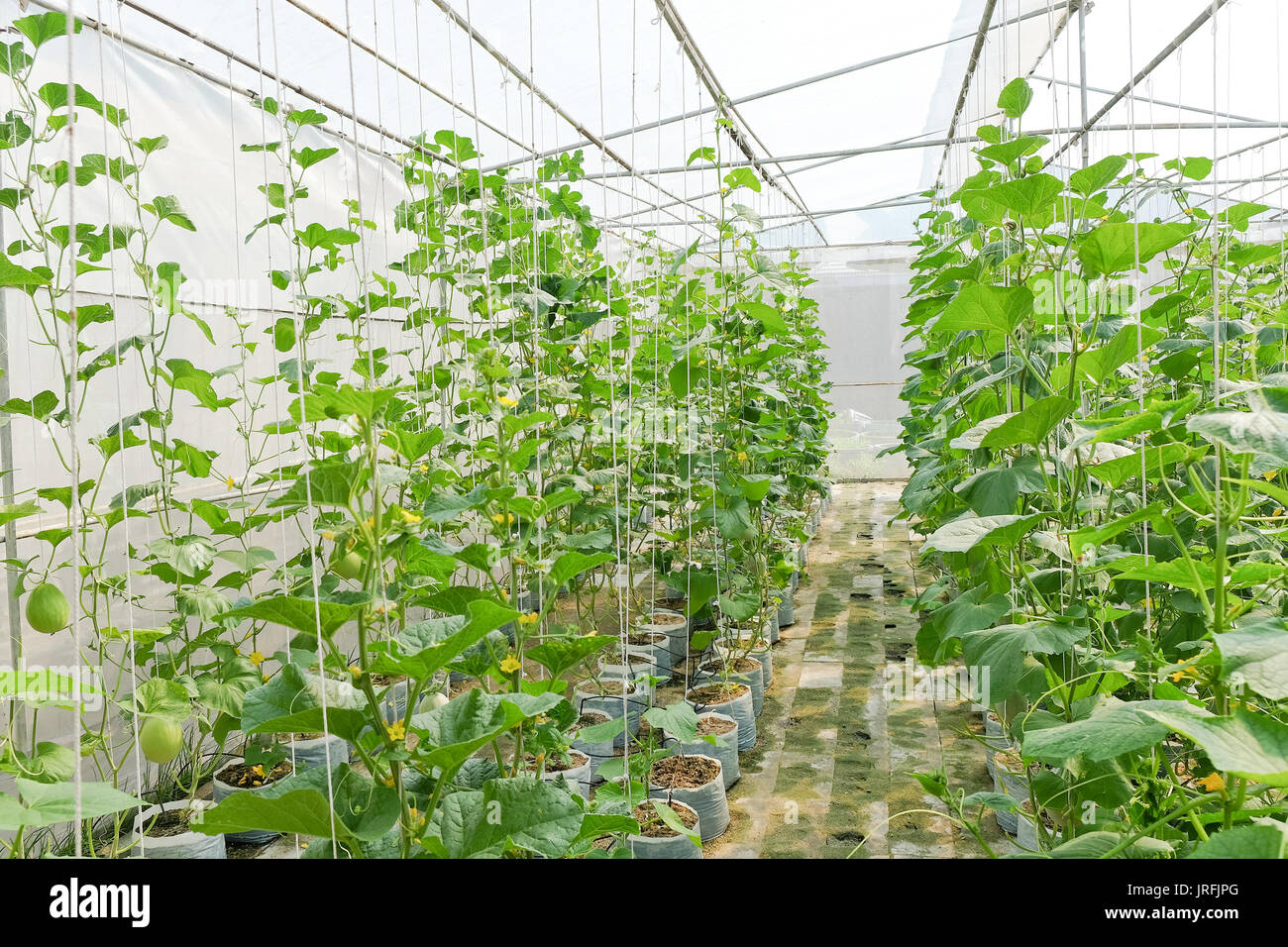 Greenhouse plantation of melon farm Stock Photo Alamy