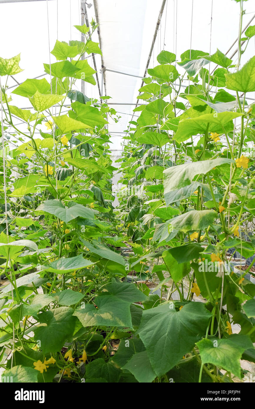 Greenhouse plantation of melon farm Stock Photo Alamy