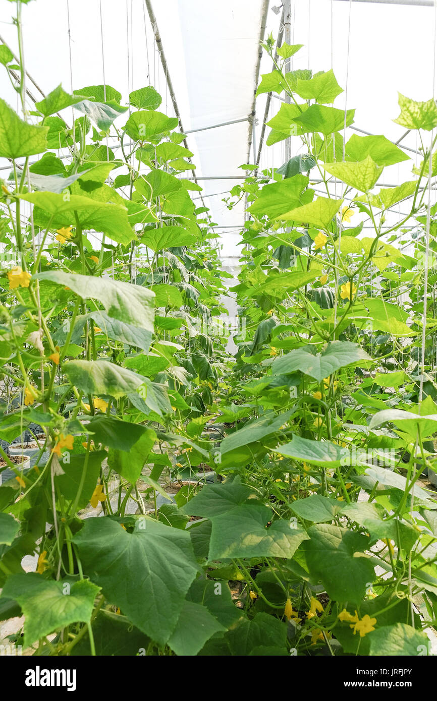 Melon farm hires stock photography and images Alamy