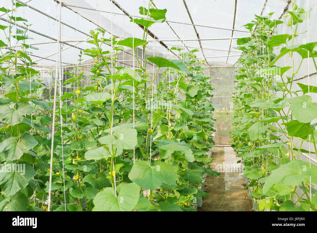 Greenhouse plantation of melon farm Stock Photo Alamy