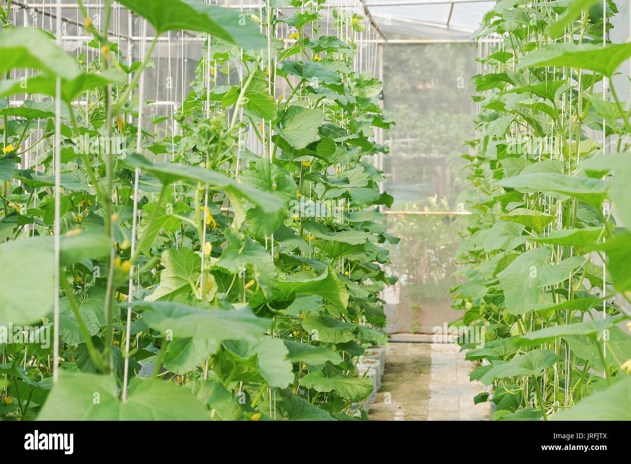 Greenhouse plantation of melon farm Stock Photo Alamy