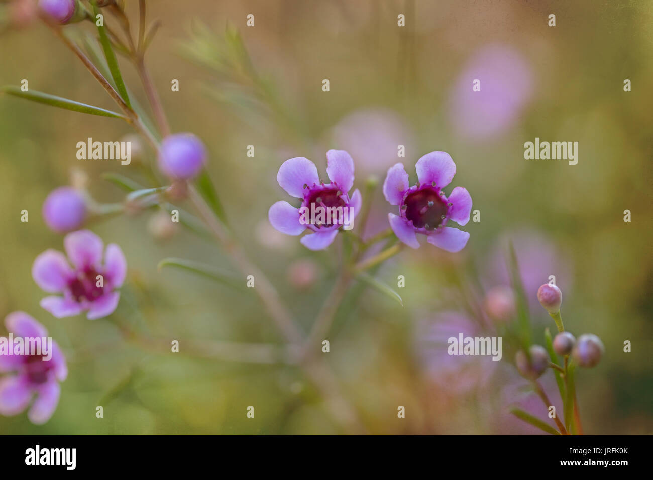 Soft focus flowers hi-res stock photography and images - Alamy