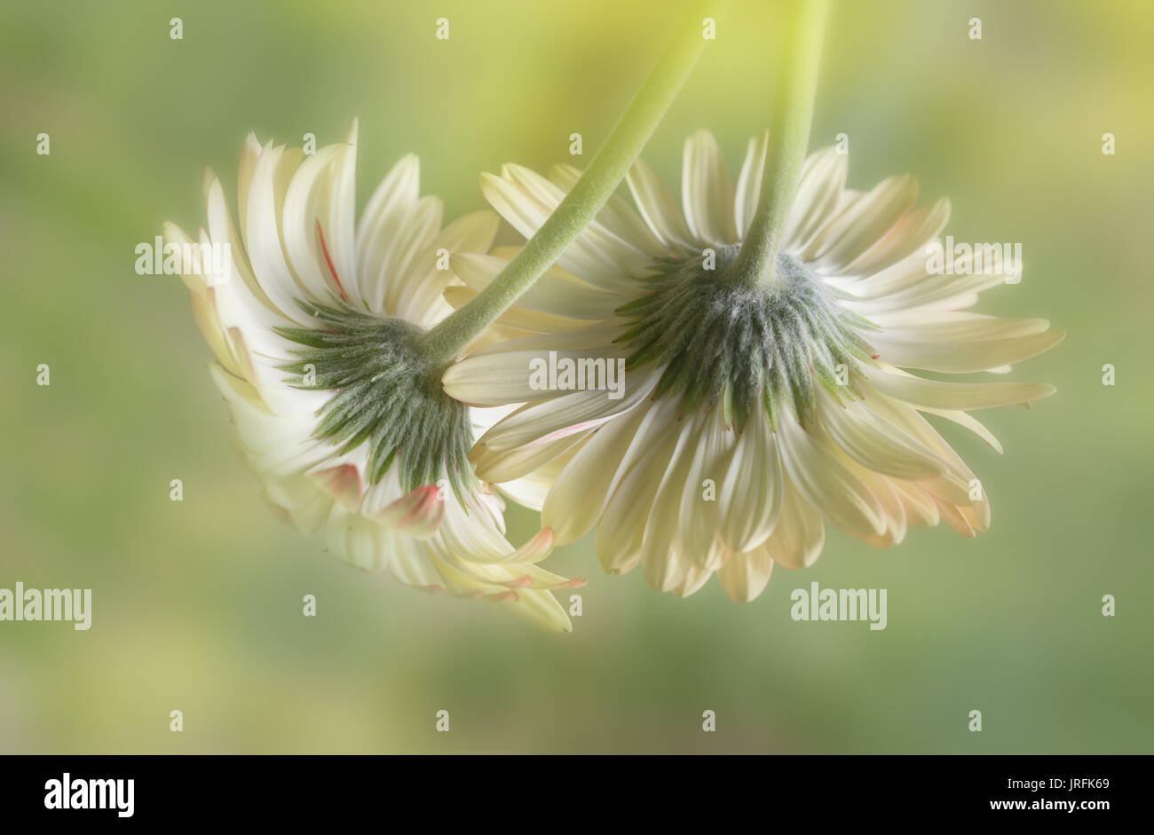 Lovers Flowers High Resolution Stock Photography and Images - Alamy