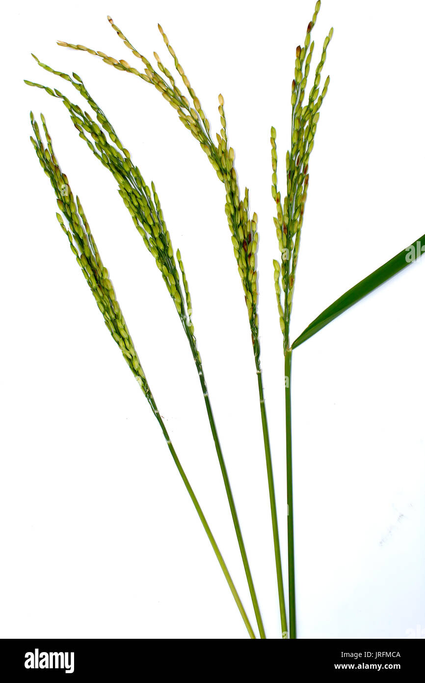Rice Ears High Resolution Stock Photography and Images - Alamy