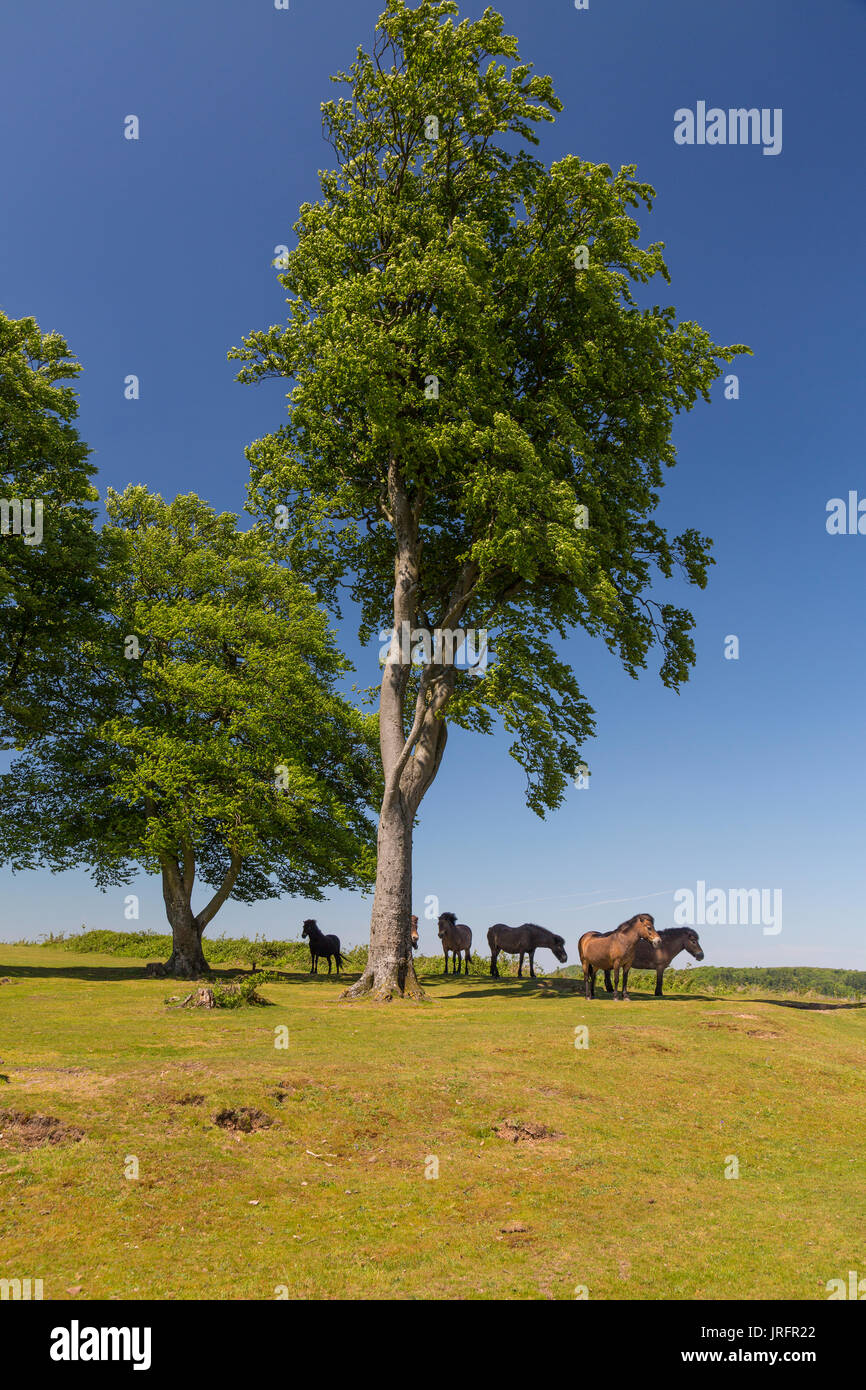 Wild Exmoor ponies standing in the shade of the Seven Sisters beech trees at the summit of Cothelstone Hill, Quantock Hills, Somerset, England, UK Stock Photo