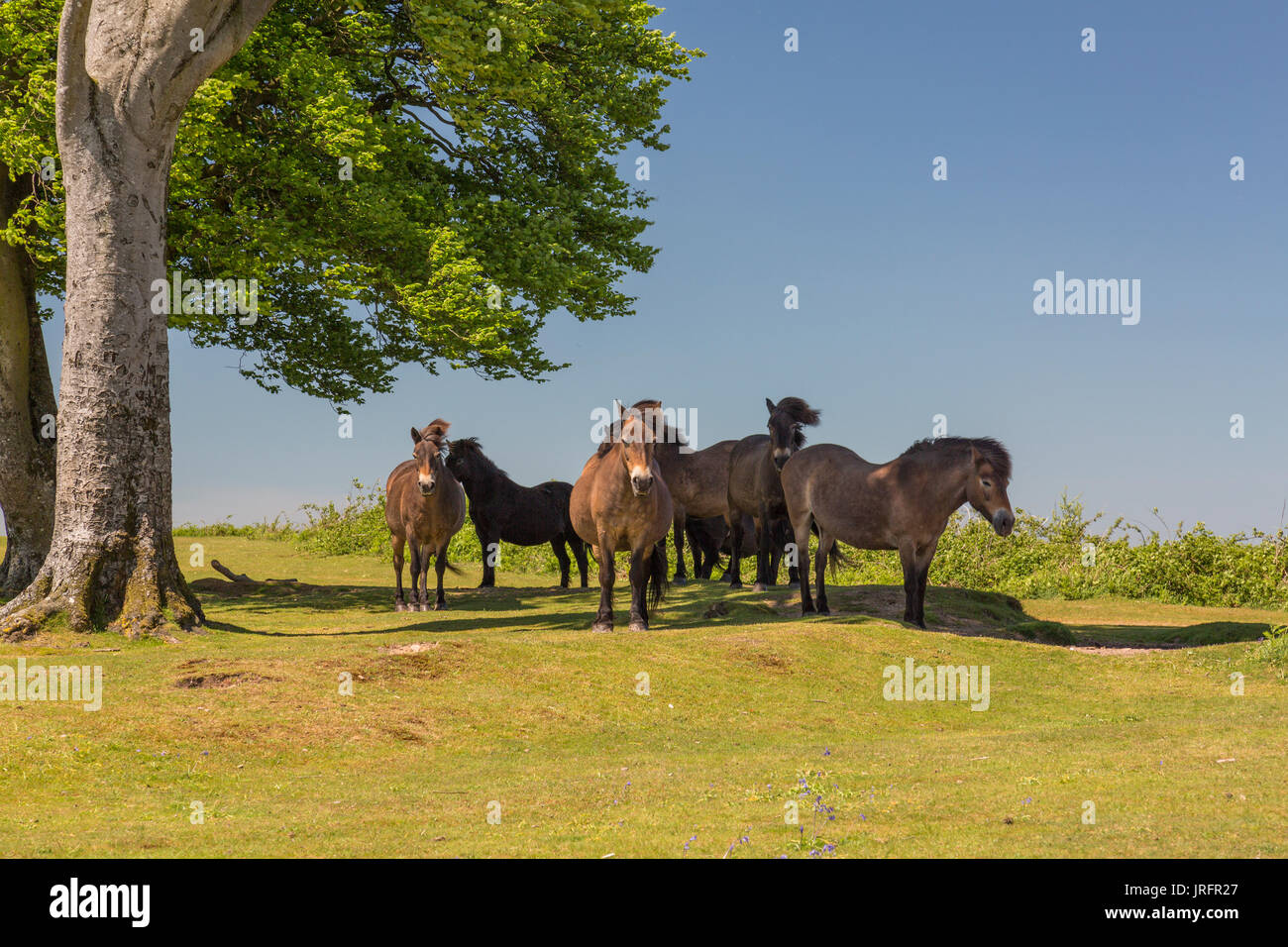 Wild Exmoor ponies standing in the shade of the Seven Sisters beech trees at the summit of Cothelstone Hill, Quantock Hills, Somerset, England, UK Stock Photo