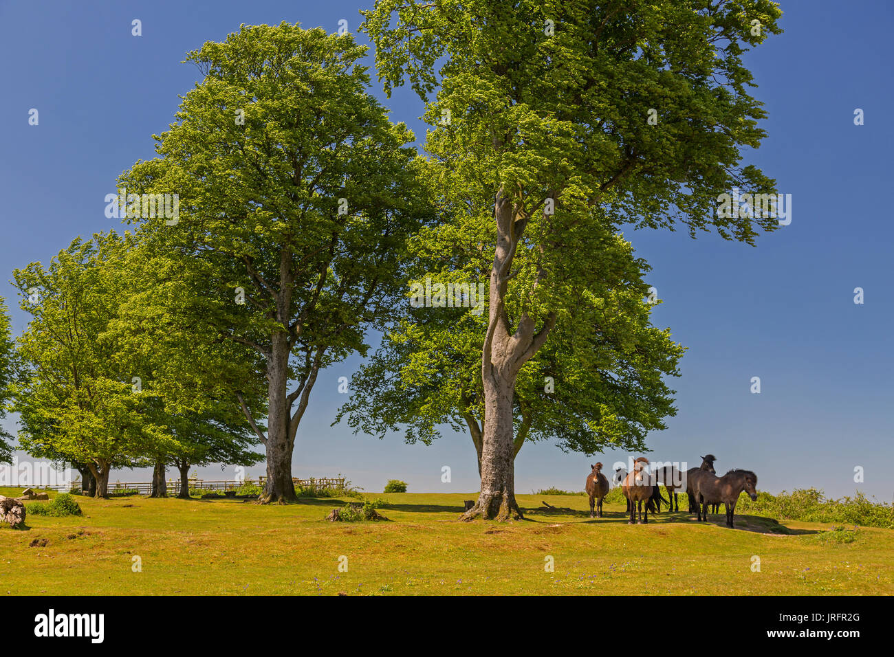 Wild Exmoor ponies standing in the shade of the Seven Sisters beech trees at the summit of Cothelstone Hill, Quantock Hills, Somerset, England, UK Stock Photo