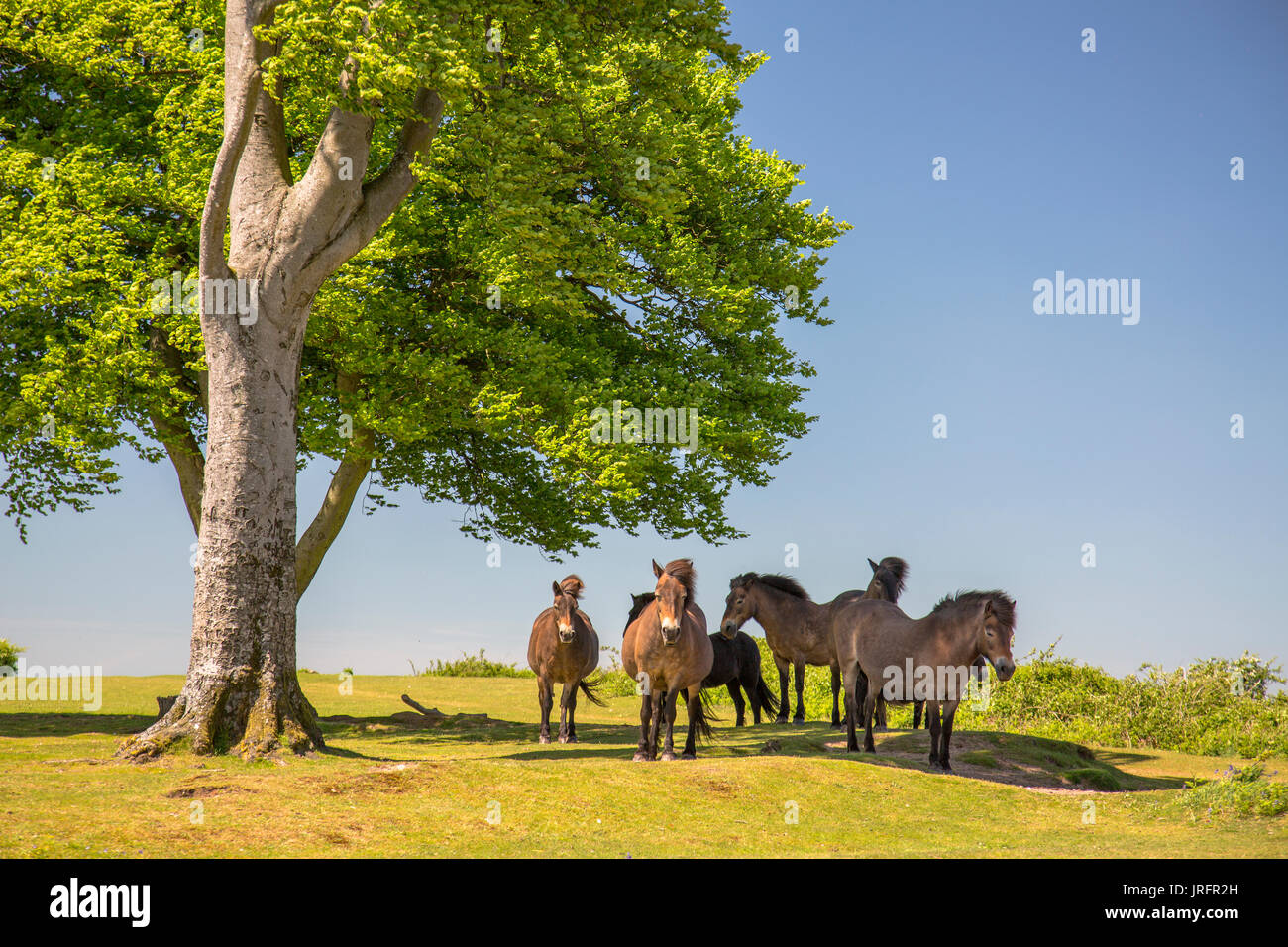 Wild Exmoor ponies standing in the shade of the Seven Sisters beech trees at the summit of Cothelstone Hill, Quantock Hills, Somerset, England, UK Stock Photo