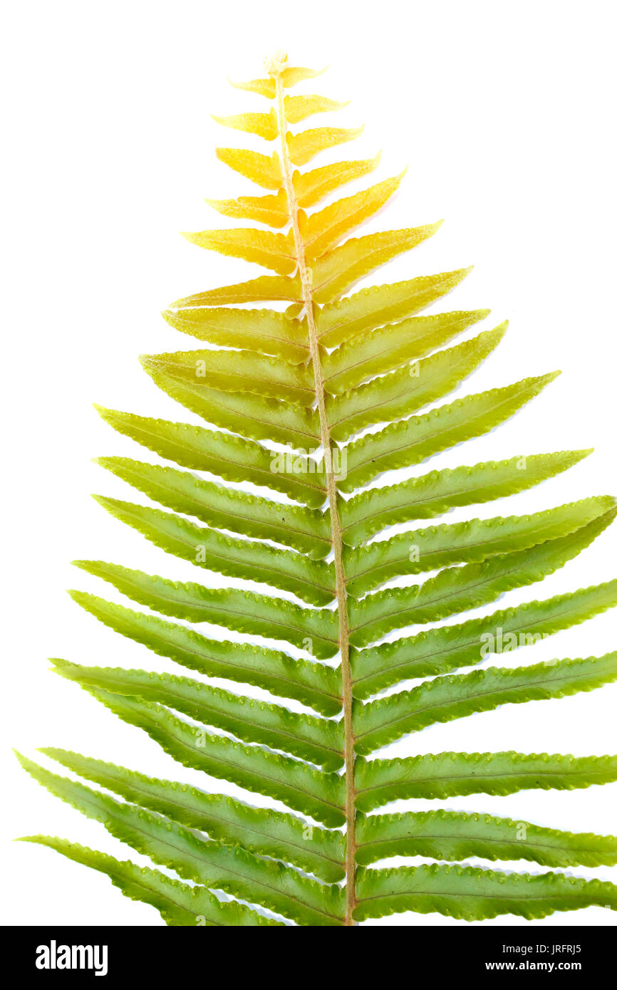 leaf isolated on white background Stock