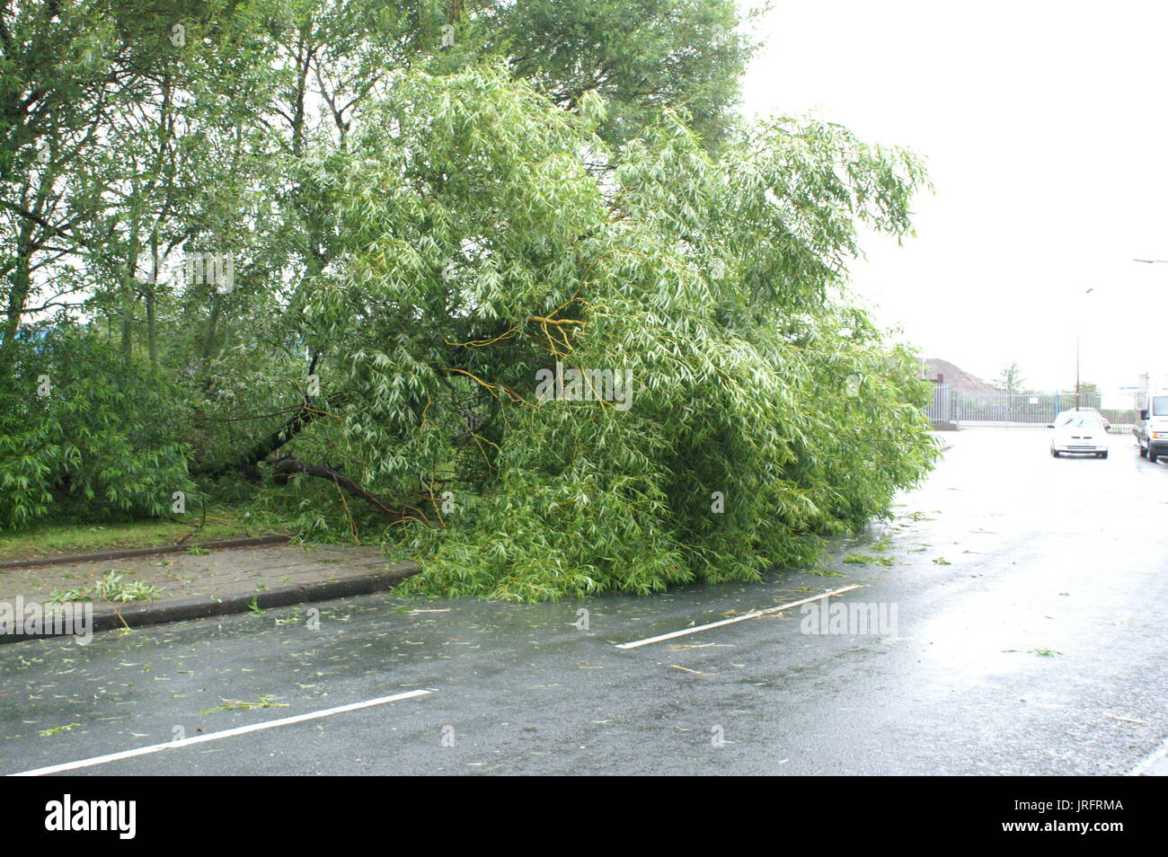 Gail force winds, fallen trees Stock Photo
