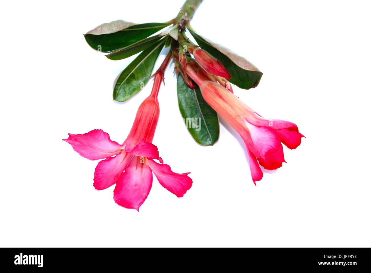 Flower isolated on white background Stock Photo - Alamy