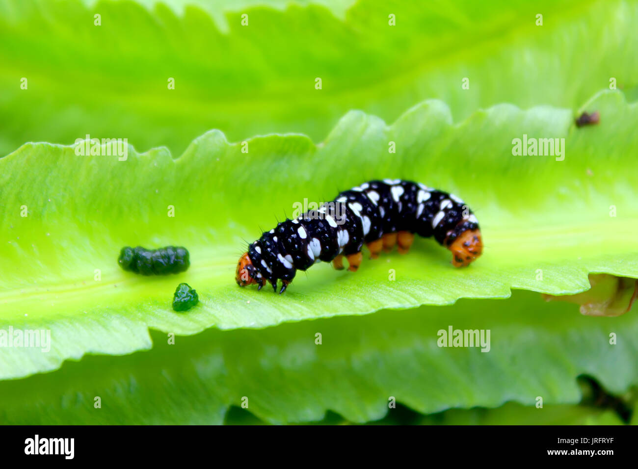 Hairy caterpillar on stick hi-res stock photography and images - Alamy