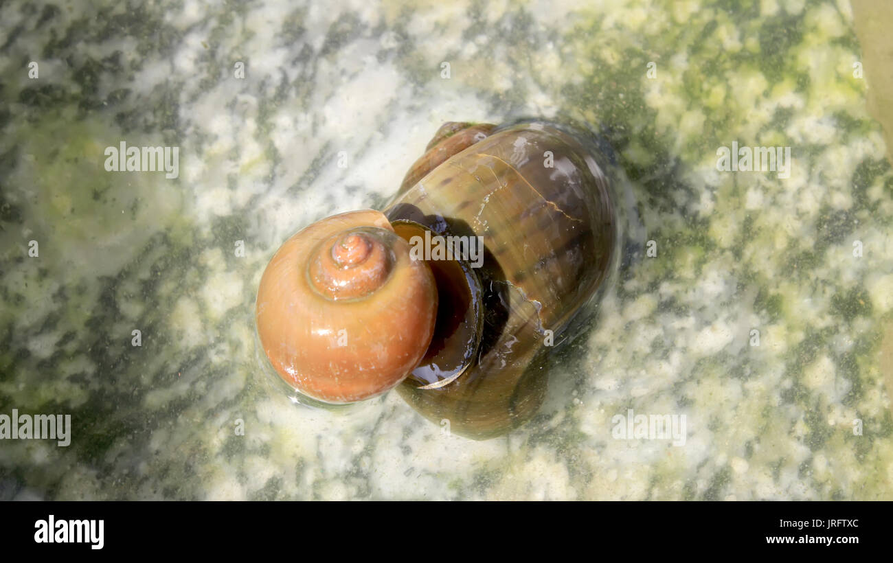 Snails mating hires stock photography and images Alamy
