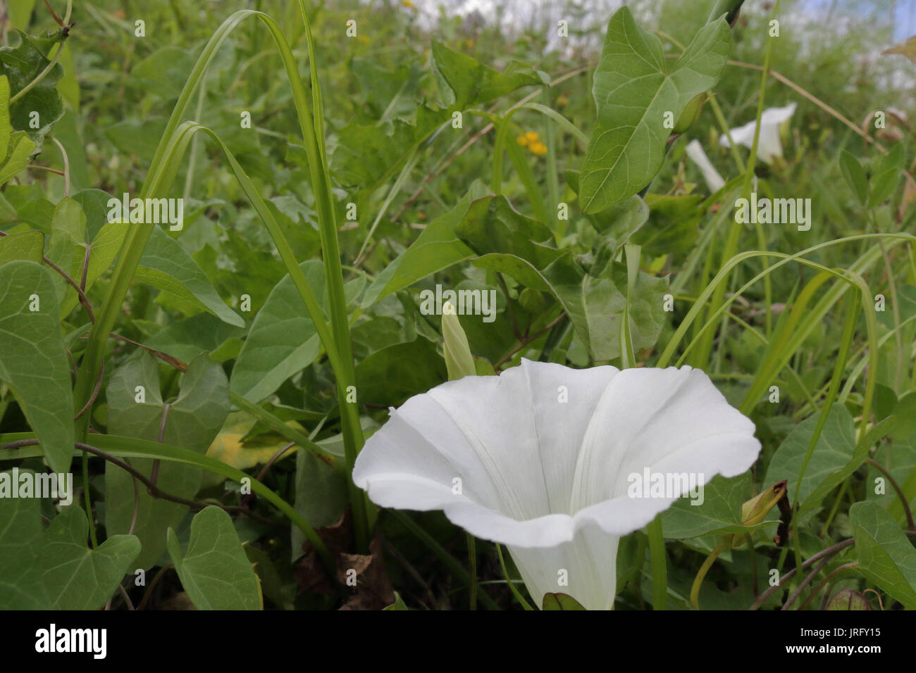 A close photo of a bell shaped white flower in green grass Stock Photo