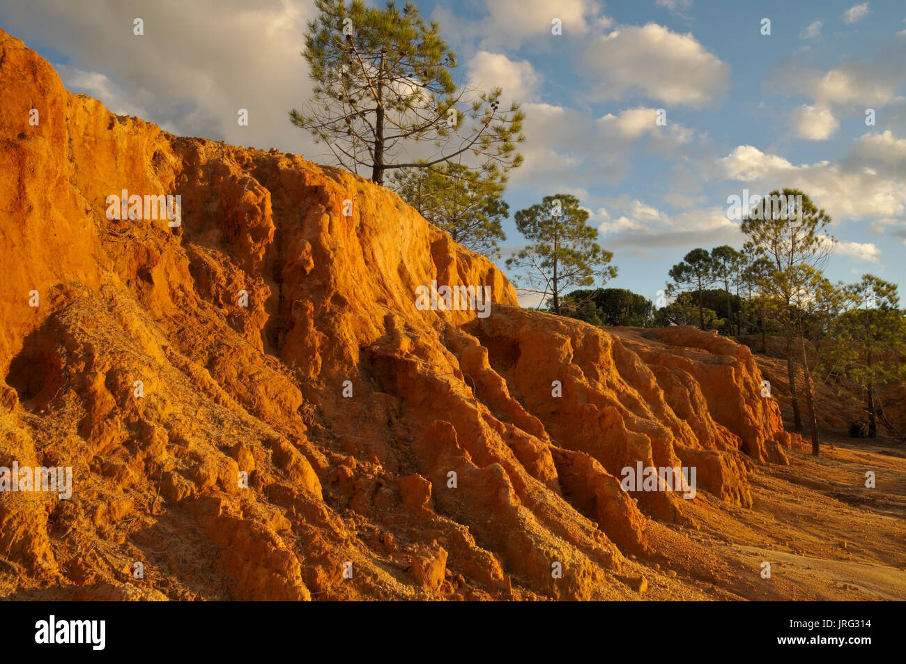 Pine trees pines algarve portugal hi-res stock photography and images ...