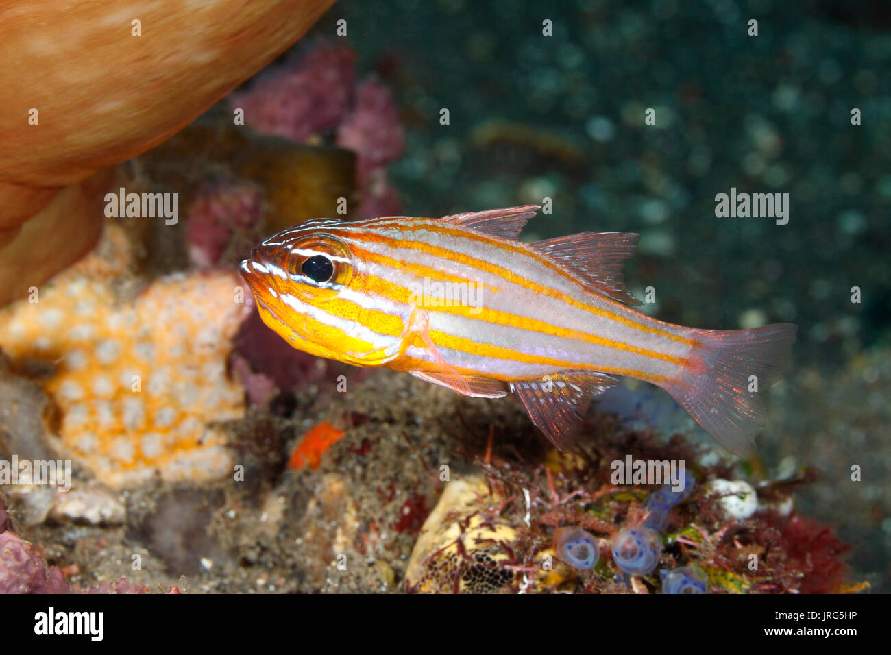 Yellowstriped Cardinalfish, Ostorhinchus cyanosoma. Previously described as Apogon cyanosoma. Also known as Orangelined Cardinalfish. Tulamben, Bali,  Stock Photo
