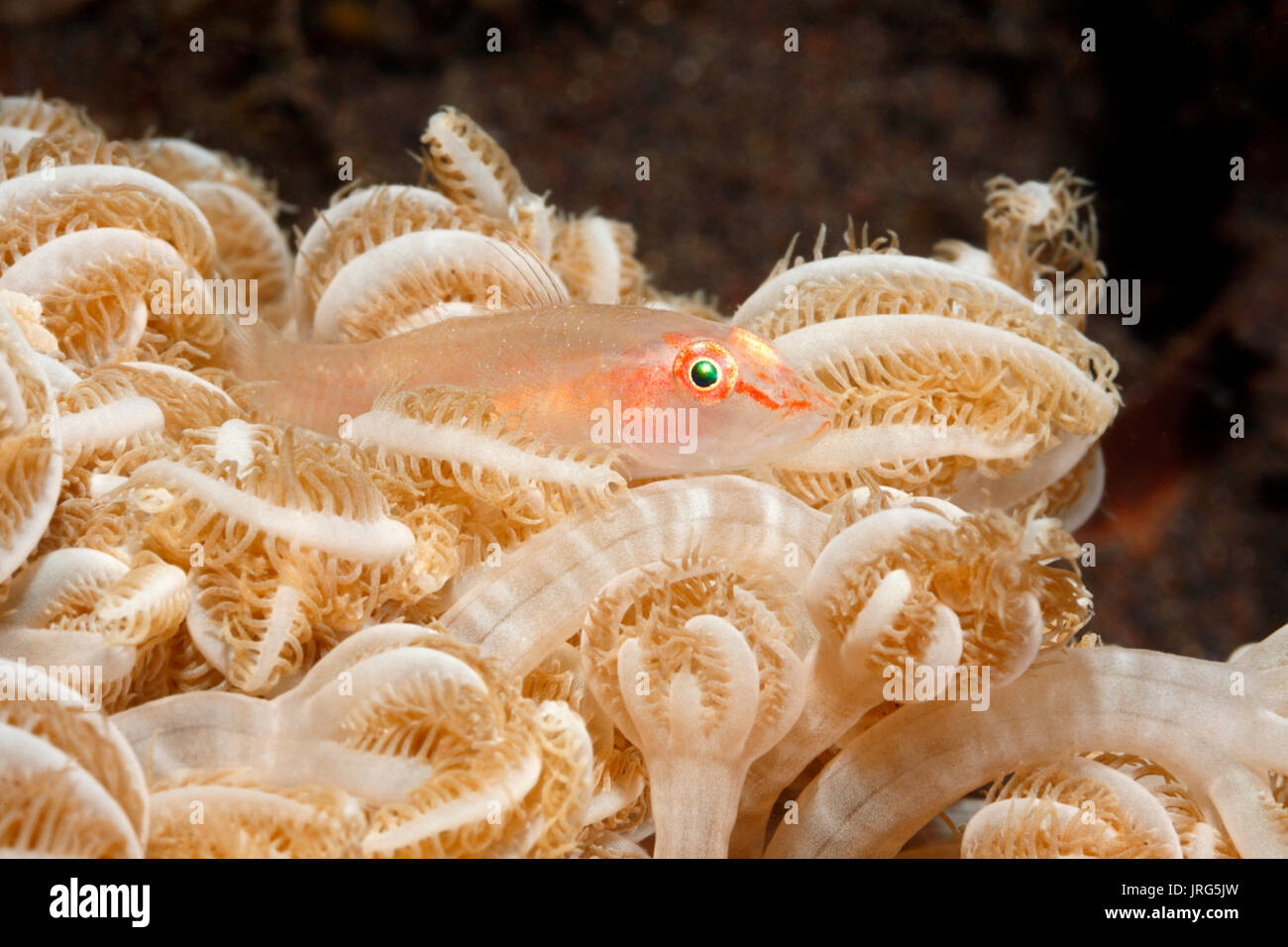 Soft coral goby, Pleurosicya boldinghi, resting in Soft Coral, Xenia sp.Tulamben, Bali, Indonesia. Bali Sea, Indian Ocean Stock Photo
