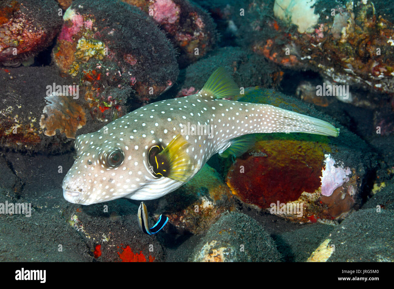 White Spotted Puffer, also known as Stars and Stripes Puffer, Arothron hispidus, being cleaned by a Blue Streak Cleaner Wrasse Labroides dimidiatus. Stock Photo