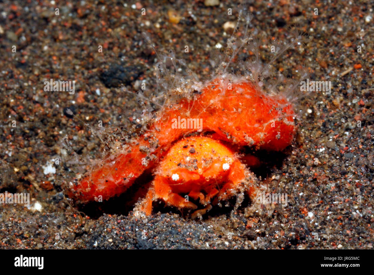 Cryptodomia Sponge Crab, Cryptodomia sp. The rear legs of this crab are ...