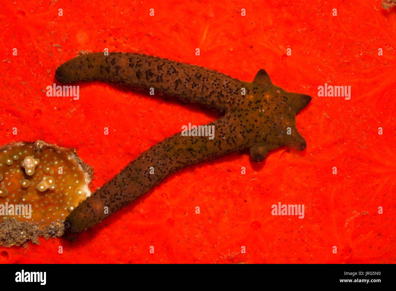 Regenerating Luzon Sea Star Echinaster luzonicus, showing four arm regeneration growing from two  'parent' arms. Please see below for more information Stock Photo