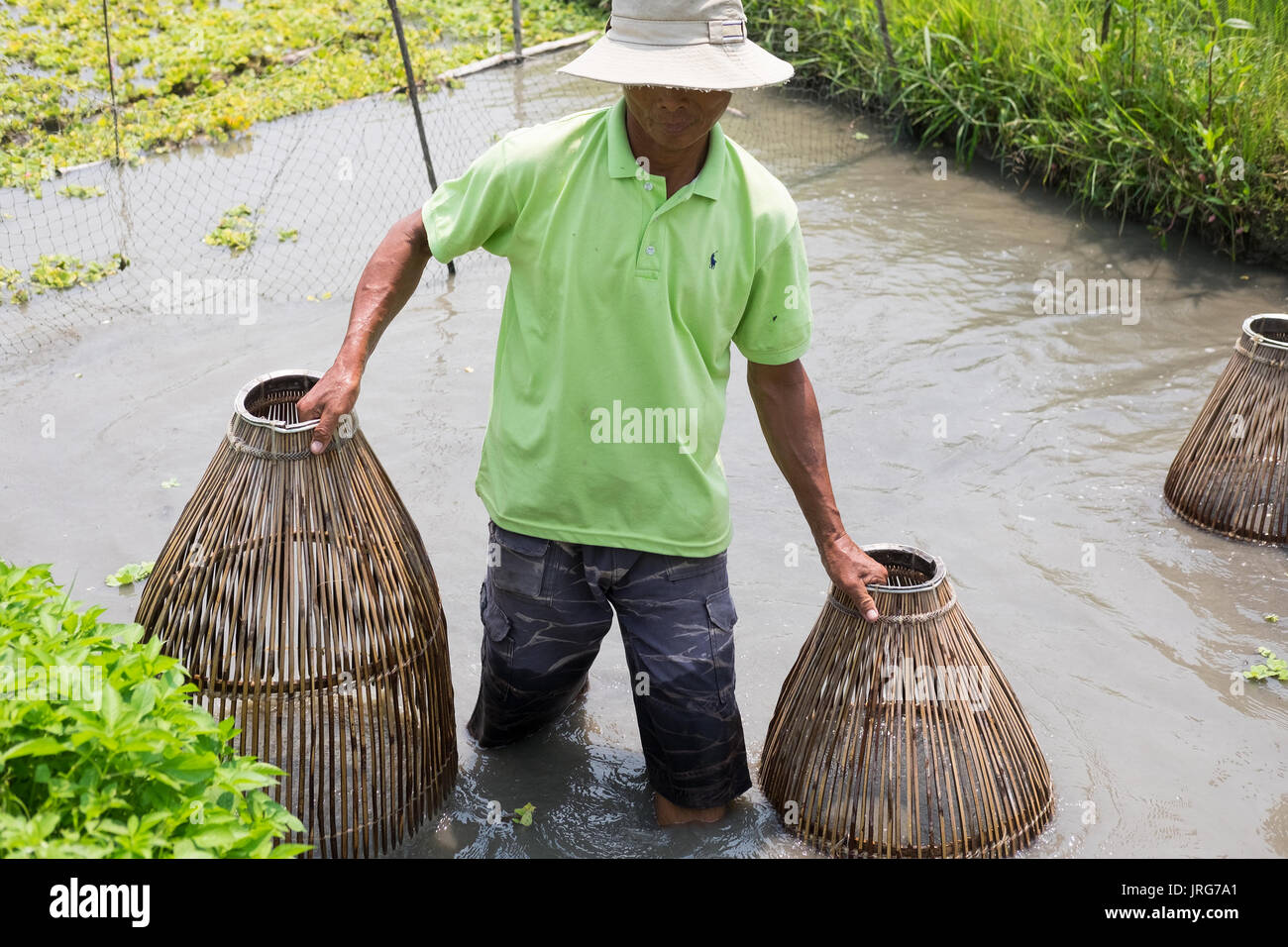 A Vietnamese man retrieves fishing baskets from a fish pond in Hoi An