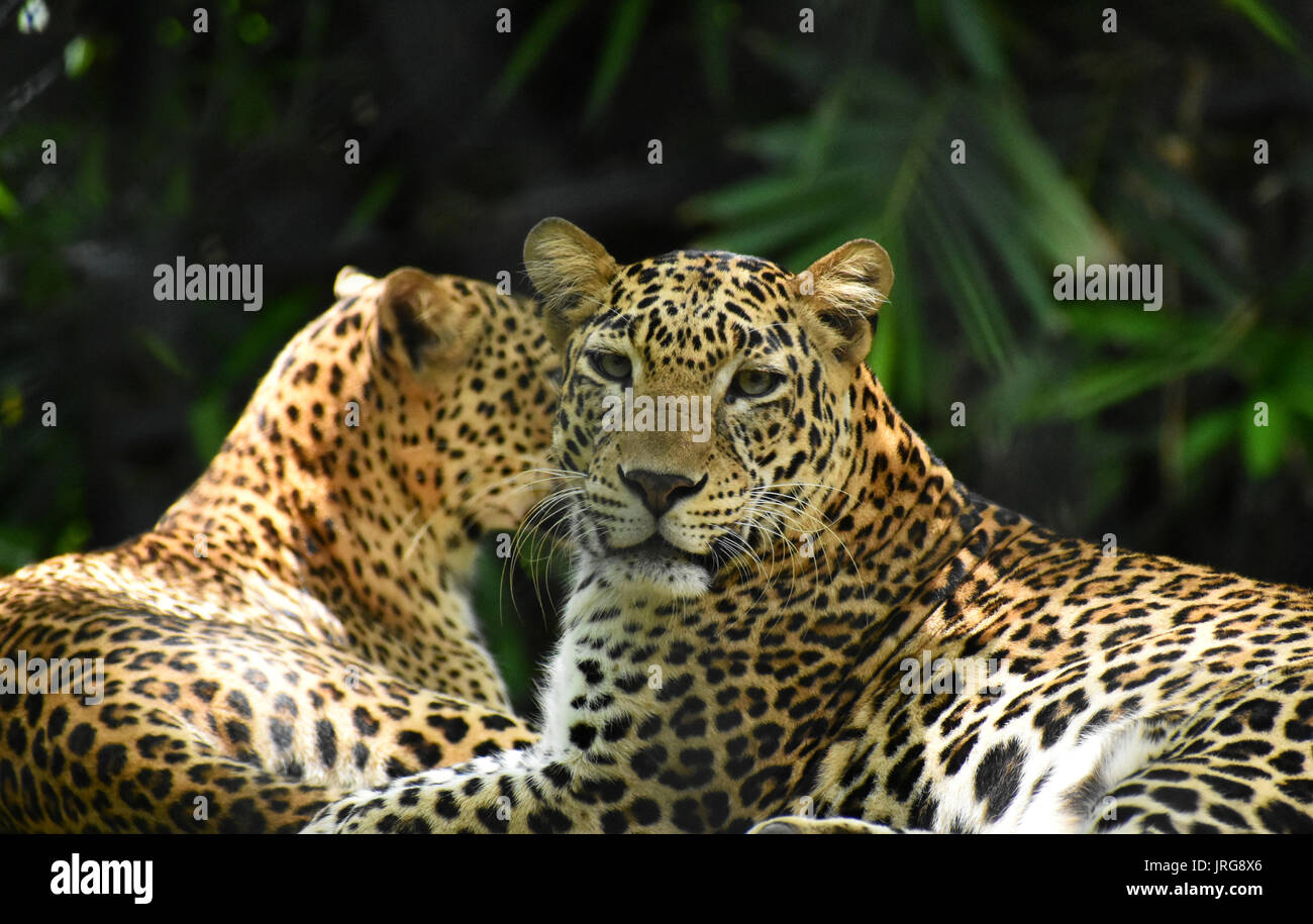 Indian leopard (Panthera pardus fusca) Stock Photo