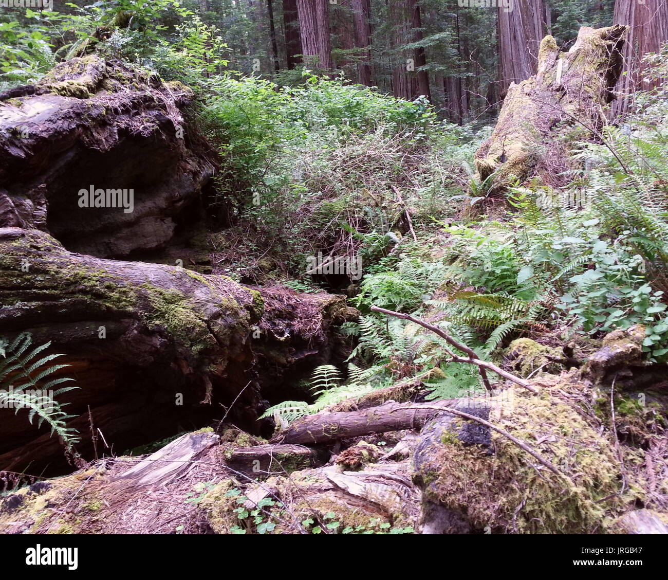 Canopy woods hi-res stock photography and images - Alamy