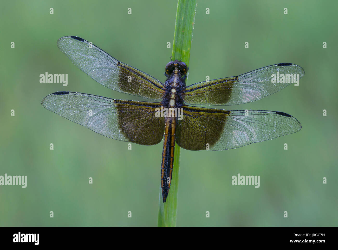 Widow Skimmer Dragonfly(Libellula luctuosa) , E USA by Skip Moody/Dembinsky Photo Assoc Stock Photo