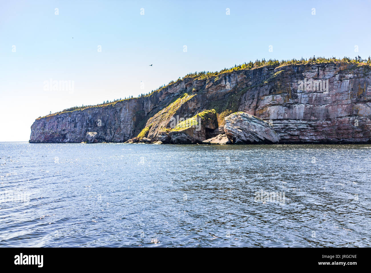 Flock of birds flying by Bonaventure island cliff in Perce